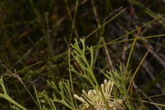 Isopogon mnoraifolius