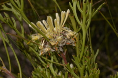 Isopogon mnoraifolius