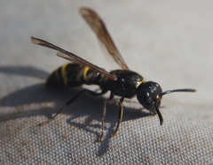 Ancistrocerus antilope