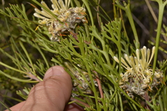Isopogon mnoraifolius