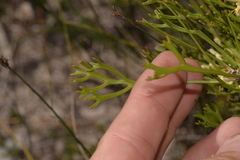 Isopogon mnoraifolius