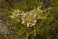 Isopogon mnoraifolius