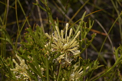 Isopogon mnoraifolius