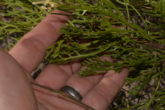 Isopogon mnoraifolius
