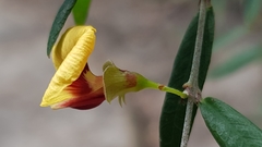 Bossiaea kiamensis