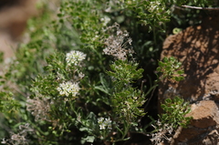 Hormathophylla halimifolia