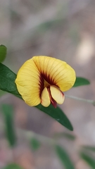 Bossiaea kiamensis
