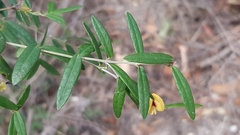 Bossiaea kiamensis