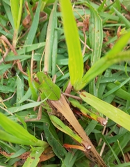 Locusta migratoria