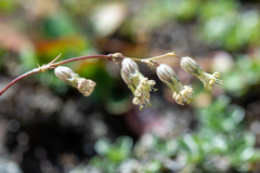 Silene graminifolia