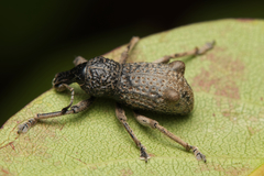 Zymaus binodosus