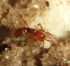 Aenictus rotundatus
