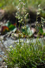 Silene graminifolia