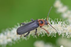 Cantharis annularis