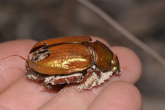 Anoplognathus viridiaeneus