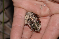 Anoplognathus viridiaeneus