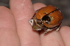 Anoplognathus viridiaeneus