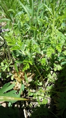 Chaerophyllum procumbens