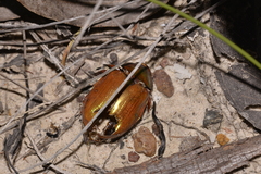 Anoplognathus viridiaeneus