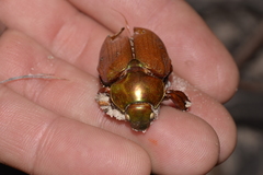 Anoplognathus viridiaeneus