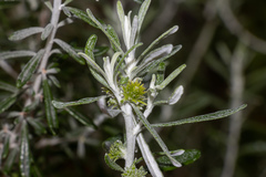 Olearia axillaris