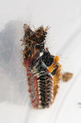 Psycharium kammanassiense