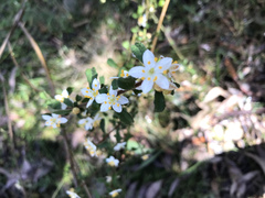 Asterolasia asteriscophora albiflora