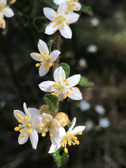 Asterolasia asteriscophora albiflora