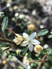 Asterolasia asteriscophora albiflora