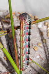 Psycharium kammanassiense