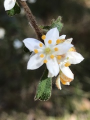 Asterolasia asteriscophora albiflora