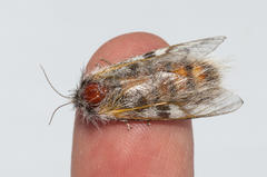 Psycharium kammanassiense