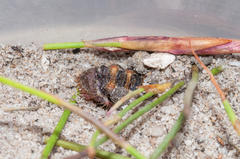 Psycharium kammanassiense