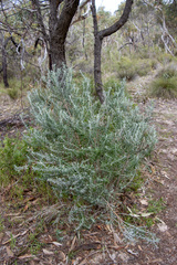 Olearia axillaris