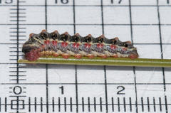 Psycharium kammanassiense