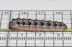 Psycharium kammanassiense