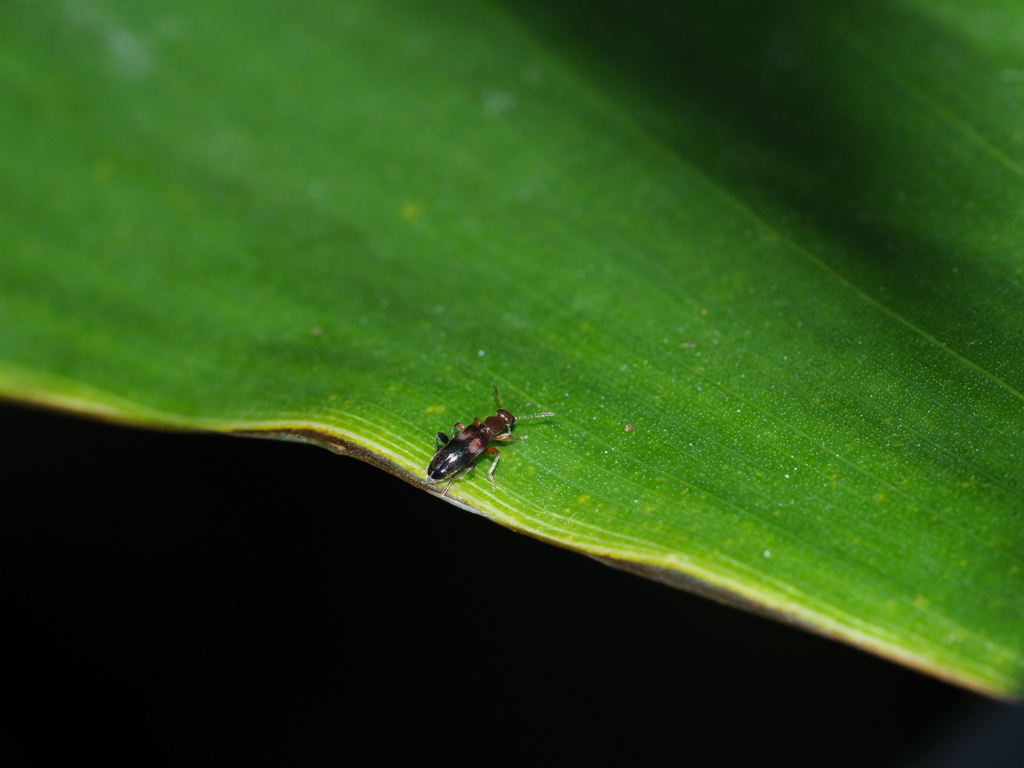 Macratria griseosellata