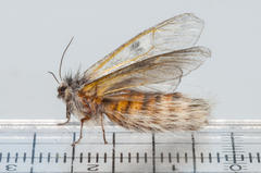 Psycharium kammanassiense