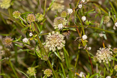 Opercularia scabrida