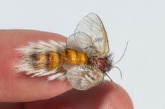 Psycharium kammanassiense