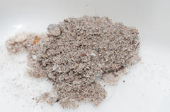 Psycharium kammanassiense