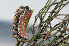 Psycharium kammanassiense