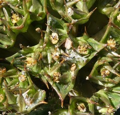Arctopus echinatus