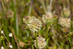 Opercularia scabrida