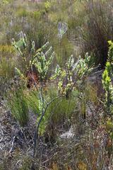 Paranomus spathulatus