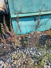 Artemisia leucophylla