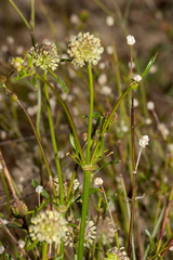 Opercularia scabrida