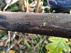 Bispora