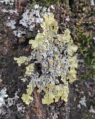 Xanthoria parietina