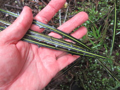 Pseudopanax crassifolius x Ferox